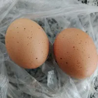 تخم مرغ نطفه دار