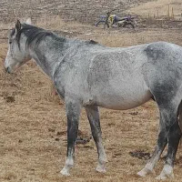 اسب کرد نریان