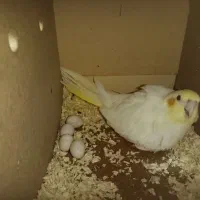 عروس هلندی|پرنده|شادگان, |دیوار