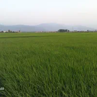 شالی فجر ۹۰ بذری