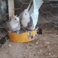 جفت توقی|پرنده|شوش, |دیوار