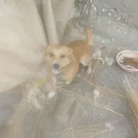 واگذاری سگ هاسکی