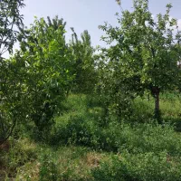ویلایی