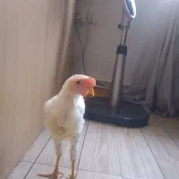 جوجه خروس