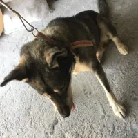 واگذاری سگ هاسکی|سگ|زرند, |دیوار