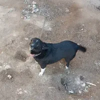 پاکوتاسرابیماده