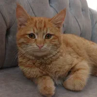 گربه نر|گربه|یزد, |دیوار