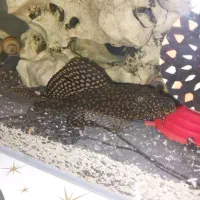 ماهی ( کت فیش)