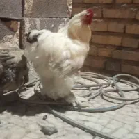 مرغ خروس برهما