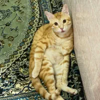 فروش گربه نر|گربه|آمل, |دیوار