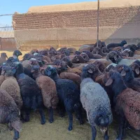 بره نر پروار|حیوانات مزرعه|باشتین, |دیوار