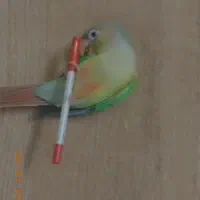 ملنگو .گرینچیک|پرنده|ری, فیروزآباد|دیوار