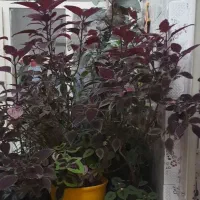 گل و گلدان|گل و گیاه طبیعی|شهرکرد, |دیوار