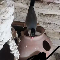 جفت نرگسی