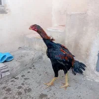 لاری|حیوانات مزرعه|باسمنج, |دیوار