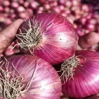بذر پیاز قرمز محلی