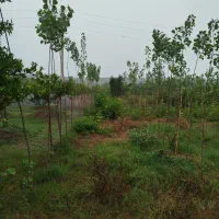 فروش یک قطعه زمین|اجارهٔ دفتر صنعتی، کشاورزی، تجاری|قائمشهر, |دیوار