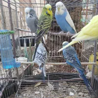 قناری سهره فنچ مرغ‌عشق انگلیسی فروش یا معاوضه|پرنده|شیراز, شاه قلی بیگی|دیوار