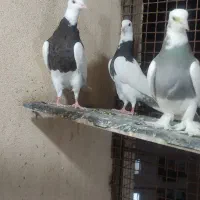 قفس و کفتر جفتی