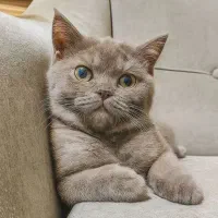بچه گربه بریتیش شورت هیر سه و نیم ماهه