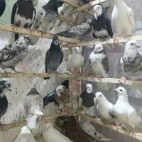 کفتر|پرنده|زرندیه, |دیوار