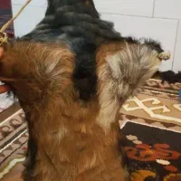 هیزه جا روغن