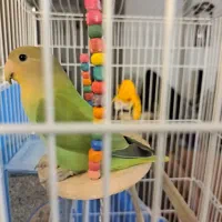 جوجه طوطی برزیلی دوماهه|پرنده|شهریار, شهرک شاهد|دیوار