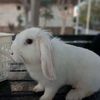 خرگوش لوپ چشم آبی