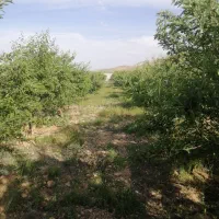 فروش-باغ-3000متر-در-خالداباد