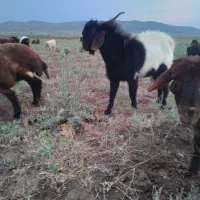 نربز|حیوانات مزرعه|خوشاب, |دیوار