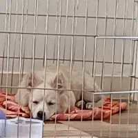 پامرروباهی