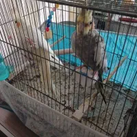 عروسی هلندی