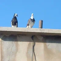 کبوتر فروشی فوری|پرنده|فشاپویه, |دیوار