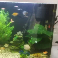 اکواریوم قیمت توافقی|لوازم جانبی حیوانات|رشت, آب و برق|دیوار