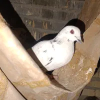 ۶ تا کفتر مسافتی و تهرونی همه با هم فروش فوری|پرنده|اصفهان, حصه شمالی|دیوار