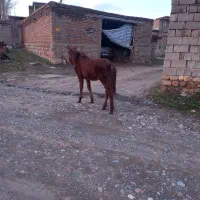 مادیان و اسب نر ۷ ماهه