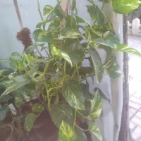 فروش گل وگیاه آپارتمانی