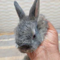 خرگوش|موش و خرگوش|زابل, |دیوار