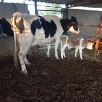 ۱راس گاو۳۰کیلوشیرگوساله نر|حیوانات مزرعه|بندر ترکمن, |دیوار