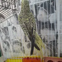 عروس هلندی نر ۸ ماهه گل باقالی قد دار