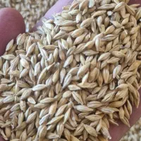 جو دامی مرغوب  قیمت مناسب