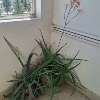 گل آپارتمانی