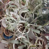 گل های خانگی