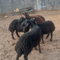 بره نرقزل افشاری ناب درجه یک