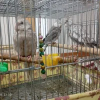 دوجفت عروس کارداده با قفس و جوجه