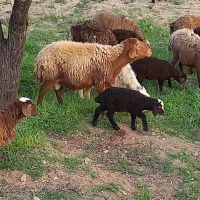 قوچ مغان یک شیره