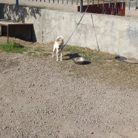 سگ پاکوتا|سگ|تهران, پامنار|دیوار