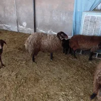 کاور گوسفند میش