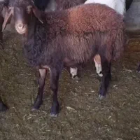 بره قوچ|حیوانات مزرعه|صحنه, |دیوار