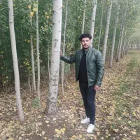 صنوبر درختی با رشد سریع و سود تضمینی